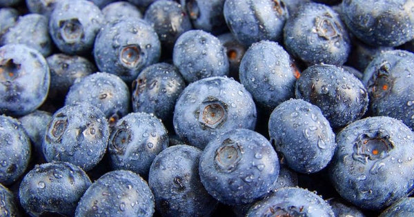 the best food source of pterostilbene is found in blueberries