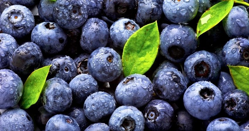 Healing Your Brain With Nutrition: 11 Foods to Support Cognition