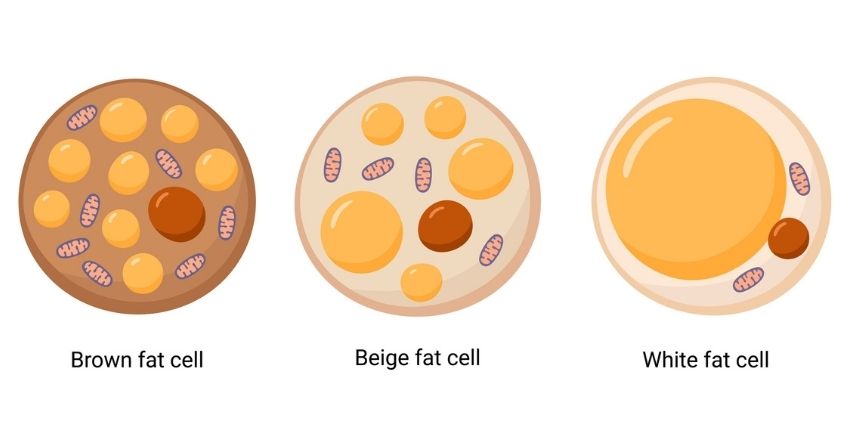 The human body has two different types of adipose tissue: white adipose tissue (WAT) that stores energy and brown adipose tissue (BAT) that dissipates energy as heat, “burning” fatty acids to maintain body temperature.