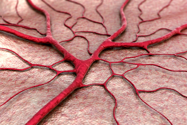 Within our vascular system, a single layer of cells called the endothelium lines the inside of our arteries, veins, and capillaries — the smallest and most abundant blood vessels we have, responsible for exchanging oxygen and nutrients between the blood and tissue.