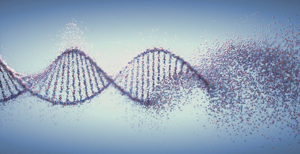 DNA damage can accelerate biological aging 
