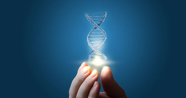 DNA provides the code for making proteins, which carry out many functions in the cells of our body