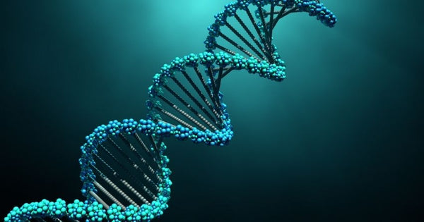 folate is crucial for dna methylation 