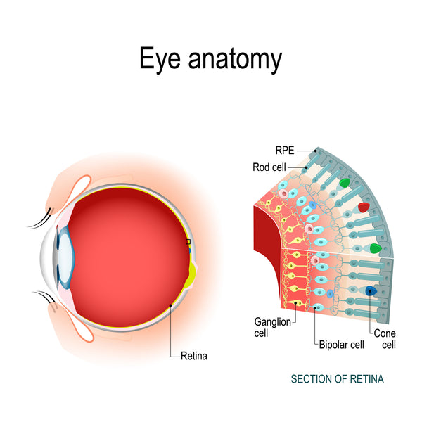 eye anatomy; retinal ganglion cells are necessary for sight, as they line the inner surface of the retina to process light into visual information as it enters the eye.
