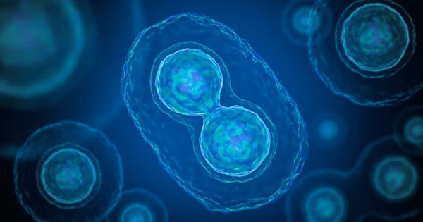 NMN significantly mitigated these age-related oocyte dysfunctions, leading to increased egg quality and function. 