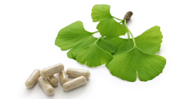 The leaves of the Ginkgo biloba tree have long been associated with enhanced cognition