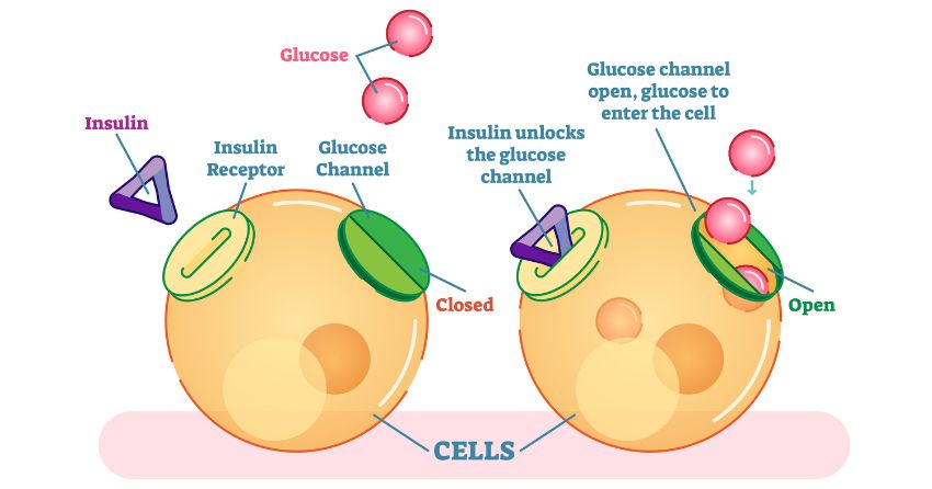 how insulin works to take glucose from the blood