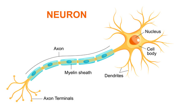 A special sheath called myelin that covers the projections of neurons is especially sensitive to neuroinflammation.