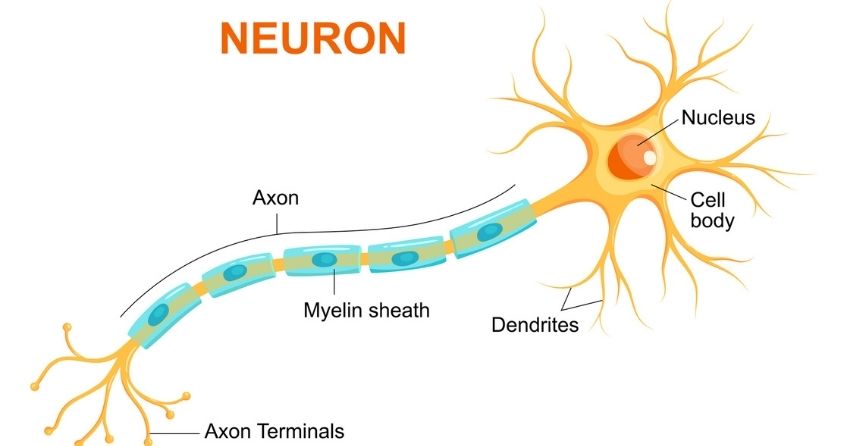 Neurons are the wires of our body. In order to communicate with one another and drive the circuits that execute all of the functions necessary for us to live and experience life, neurons demand high energy. 