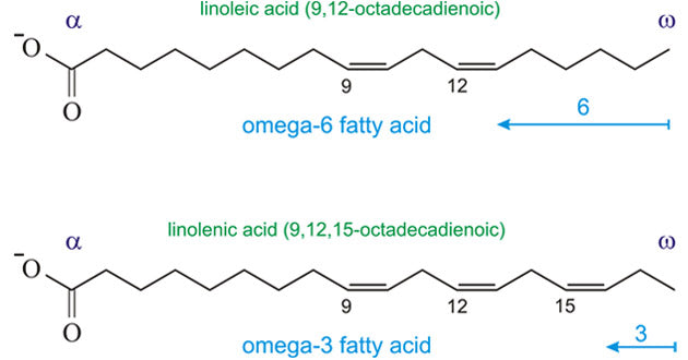 Omega-3 and omega-6 fatty acid structures