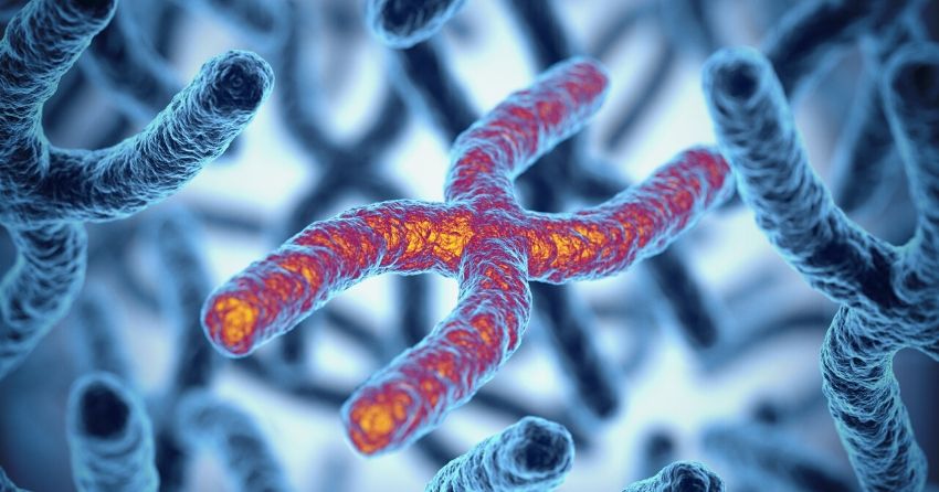 Telomeres can be imagined as the plastic casing protecting the tip of a shoelace, as these repetitive strands of DNA “cap” the ends of our chromosomes