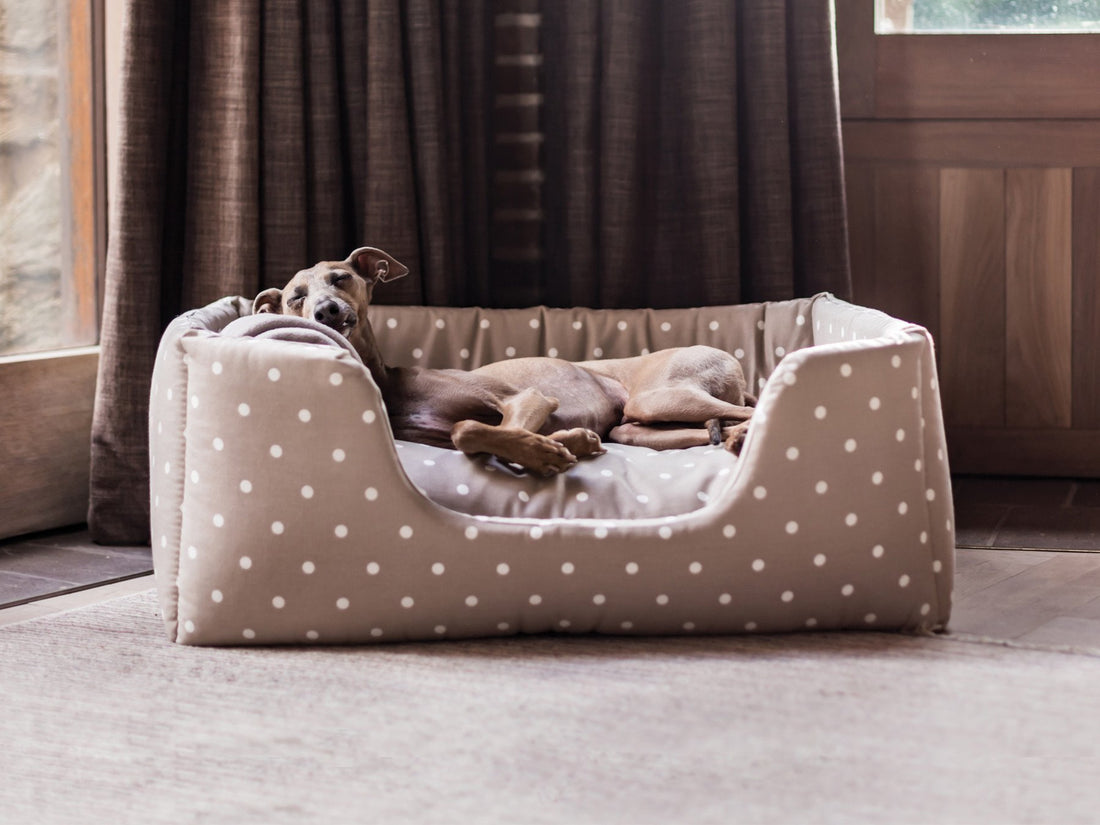 cool dog beds for summer