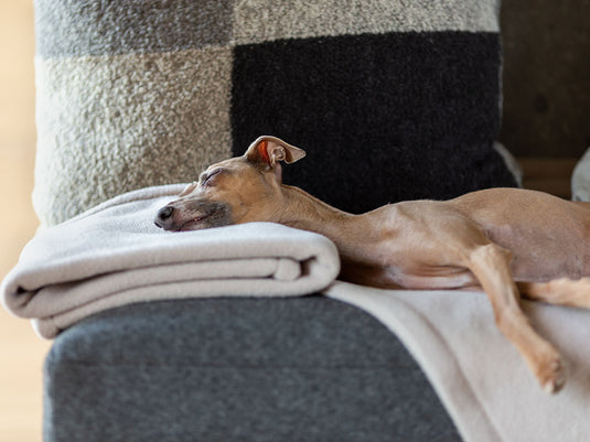 pet throws for chairs