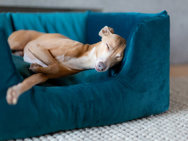 Charley Chau Deeply Dishy Dog Bed in Velour Teal