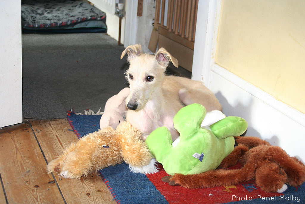 Gacie with her toys after losing her puppies