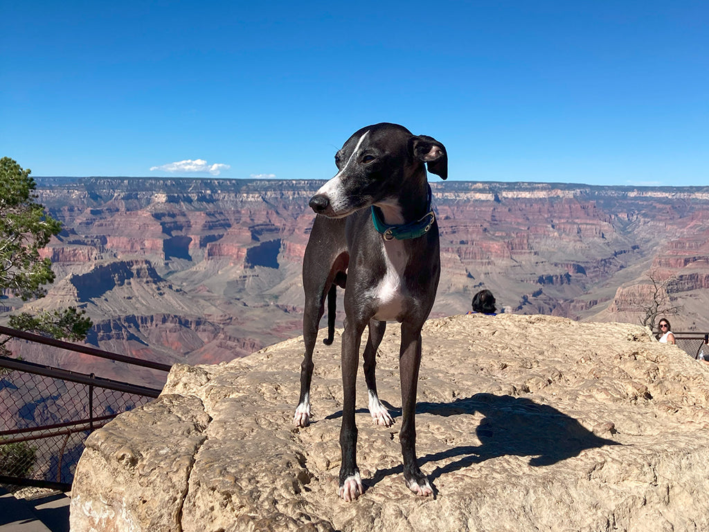 Brutus, Italian Greyhound, at the Grand Canyon