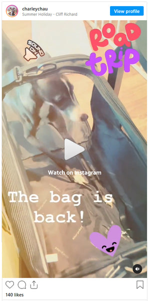 Brutus - getting to know his airline bag