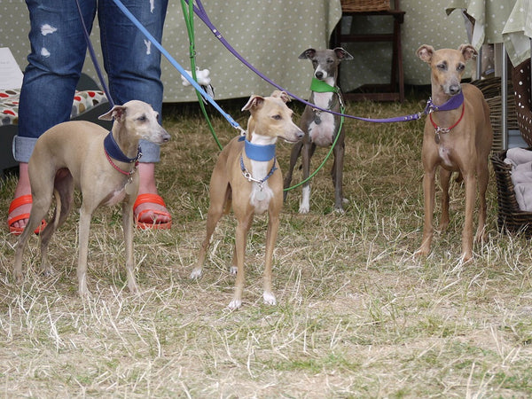 The Charley Chau Italian Greyhounds