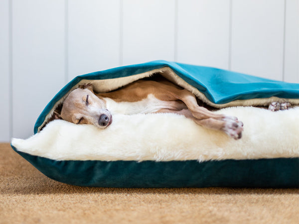 Charley Chau Snuggle Bed in Velour Teal