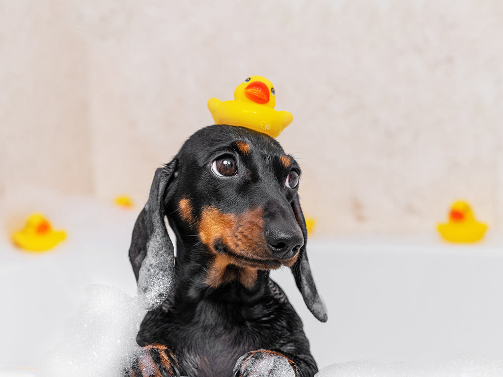 Bath time for your dog