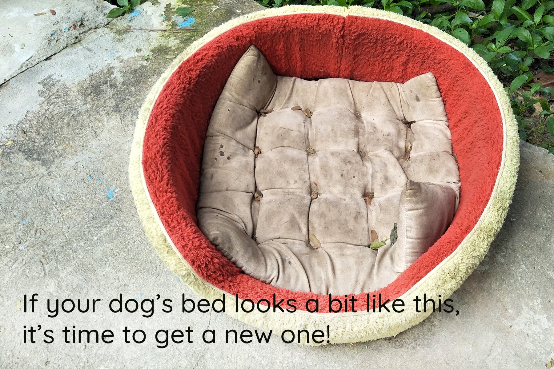 distressed dog bed that needs to be replaced