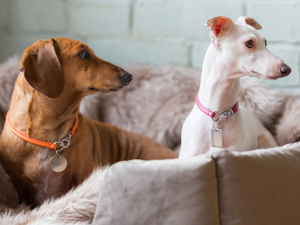 Dachshund and Italian Greyhound at home wearing house collars for their ID tags