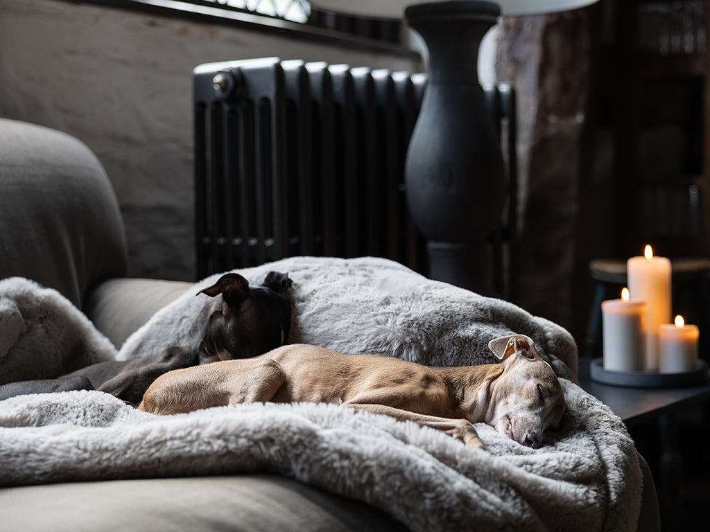Faux-Fur Dog Blankets by Charley Chau >