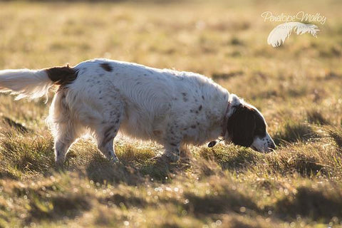 Hattie indicating while doing scentwork