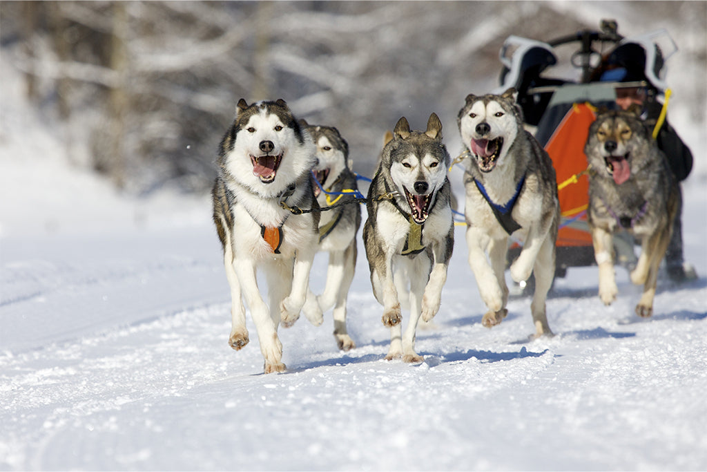 Huskies pulling a sled 