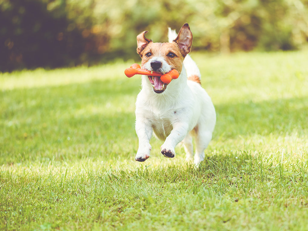 Jack Russell Terrier playing happily with his rubber dog bone