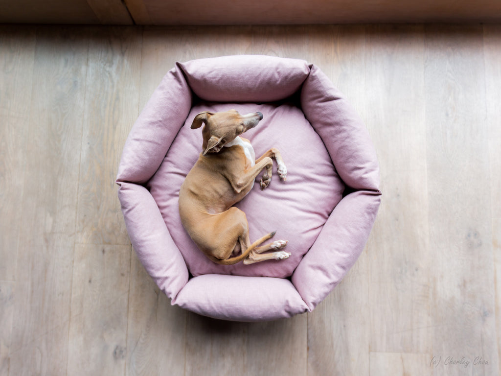 Charley Chau Ducky Donut Dog Bed in Blush