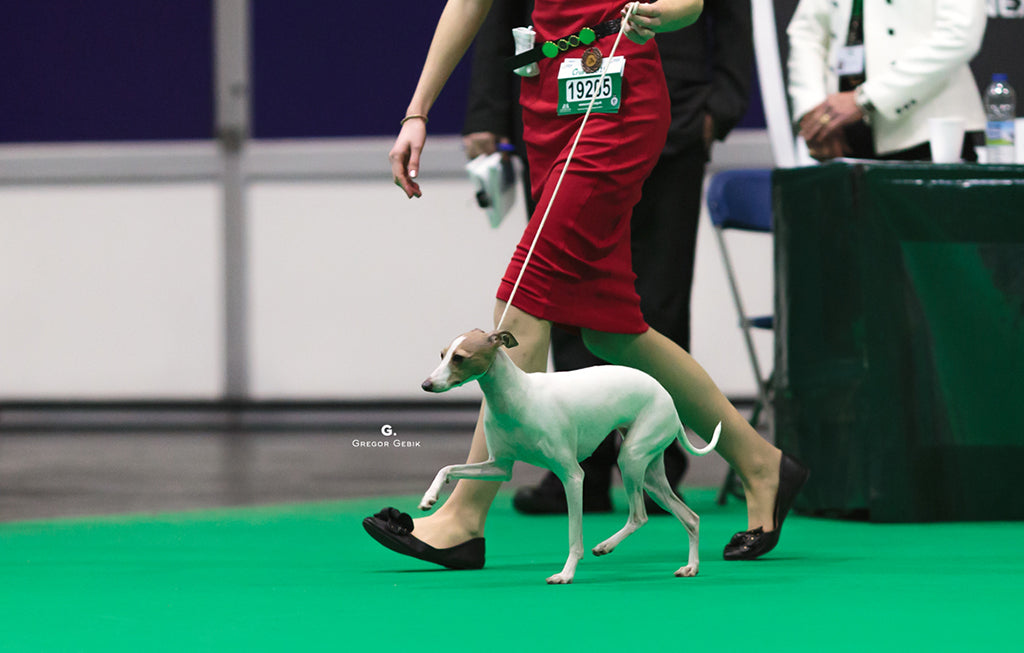 Italian Greyhound Mabel at Crufts