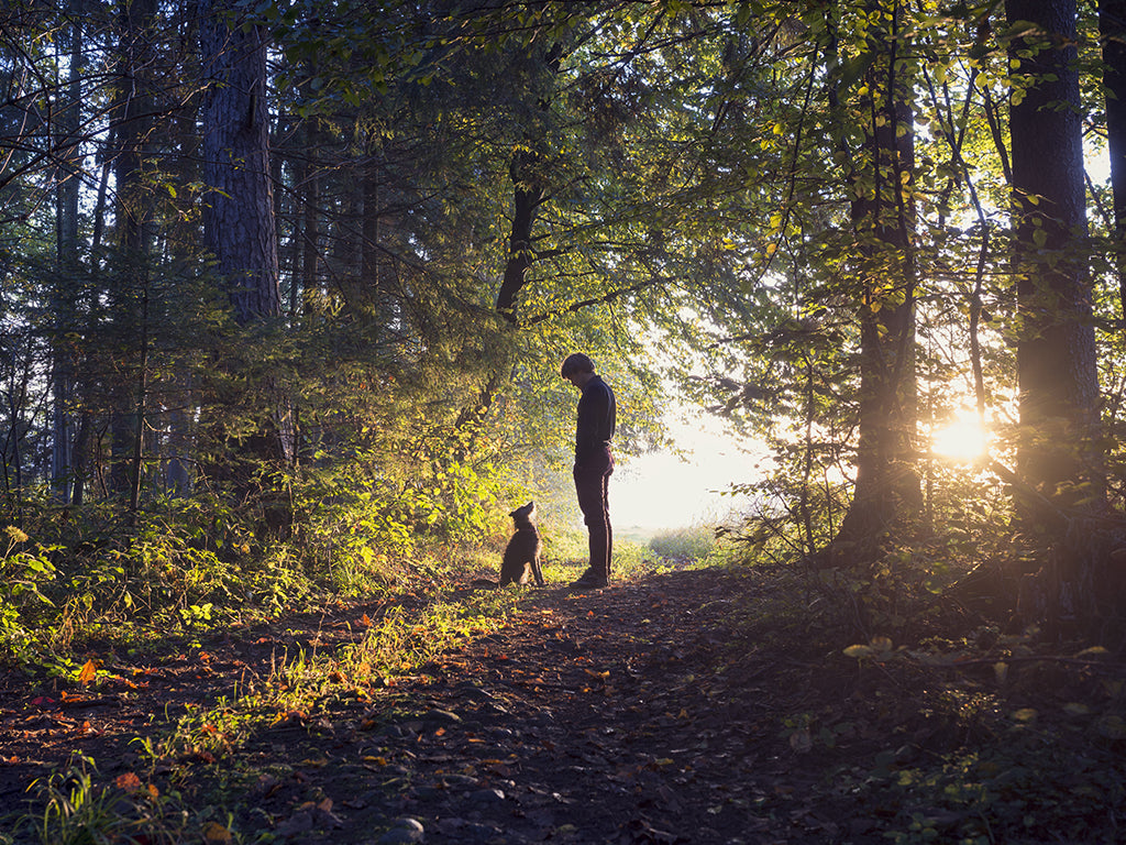 Dog walking in the woods