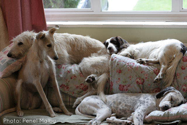 Penel's dogs on the sofa