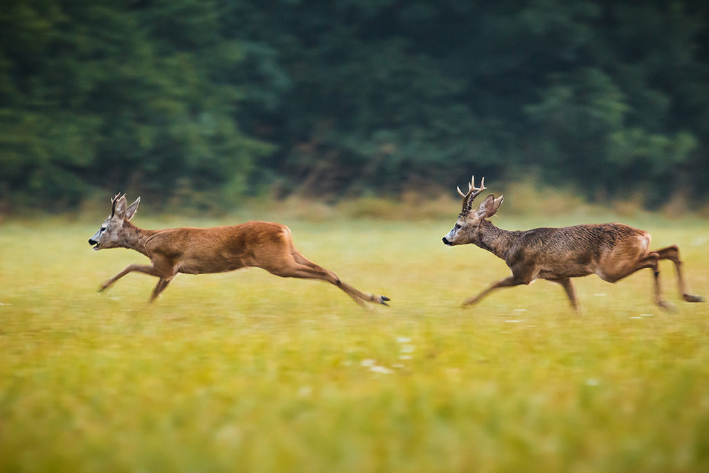 Roebucks rutting