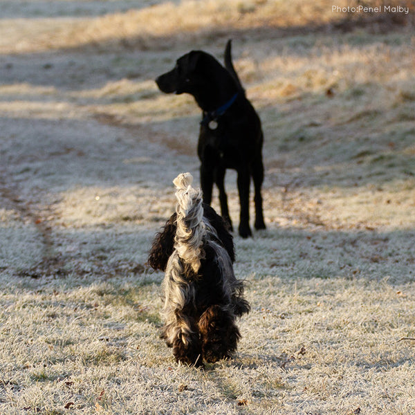Figgis and Toby approaching each other with tails raised