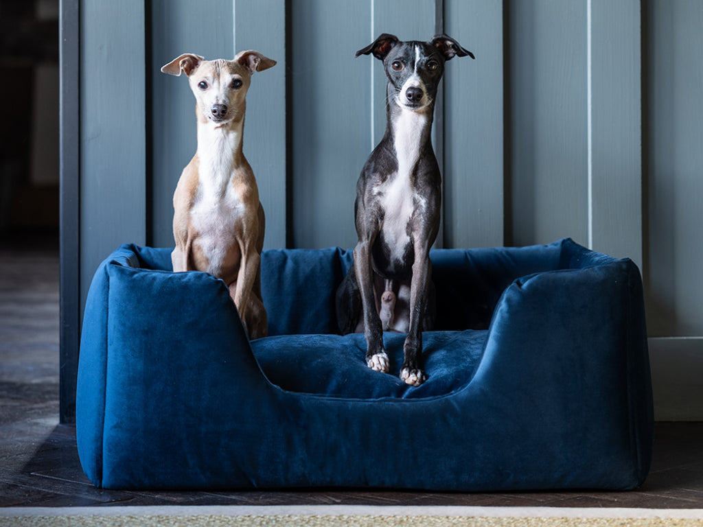 Theo and Brutus Italian Greyhounds