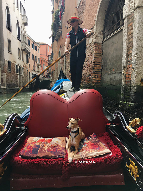 Theo, Italian Greyhound, on holiday in Venice