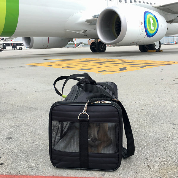 Theo, Itsalian Greyhound, about to board a flight at Venice Airport