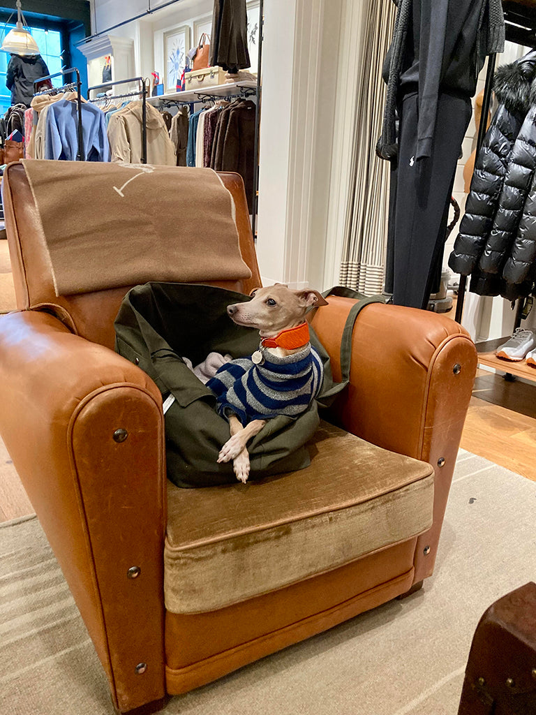 Theo,, Italian Greyhound, doing some shopping