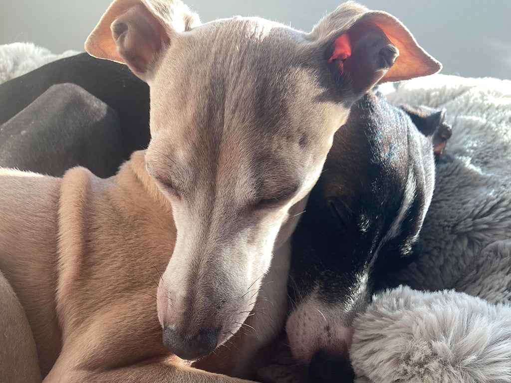 Brutus & Theo Italian Greyhounds, Discover Dogs