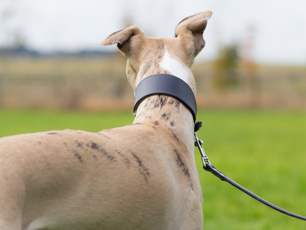 Leather Whippet Collars — Charley Chau - Luxury Dog Beds & Blankets