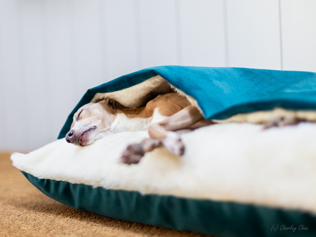 Dog Snuggle Bed in Velour — Charley Chau - Luxury Dog Beds & Blankets