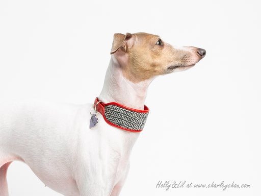 The Dórro Dog Collar - Up and Out in Seconds – PAGERIE