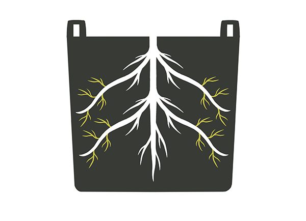 branches of secondary and tertiary feeder roots