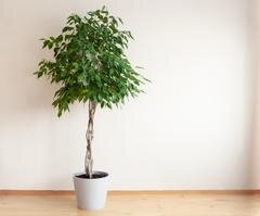 Ficus