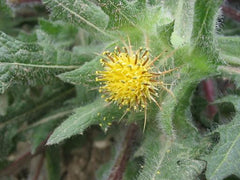 Blessed Thistle