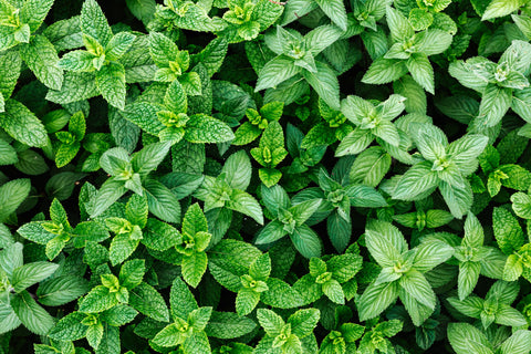 Fresh Mint Leaves