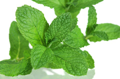Mint leaves on white background