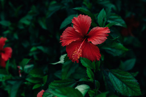 Hibiscus in greenery